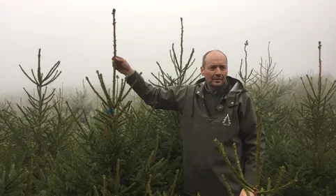 La vente de sapins de Noël autorisée, soulagement de ce producteur...