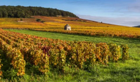 Les vignerons de l'AOC Languedoc lancent un processus contre la...