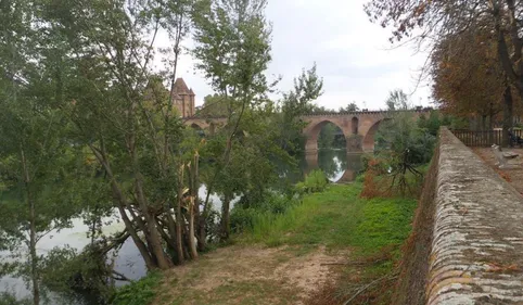 Montauban va replanter 179 arbres d'ici la fin de l'année 