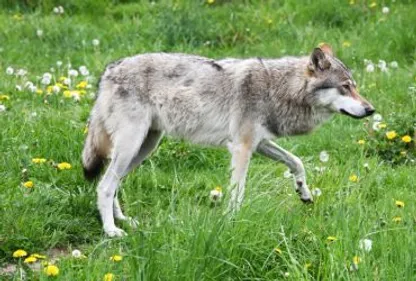 L'Aude déclenche son plan loup