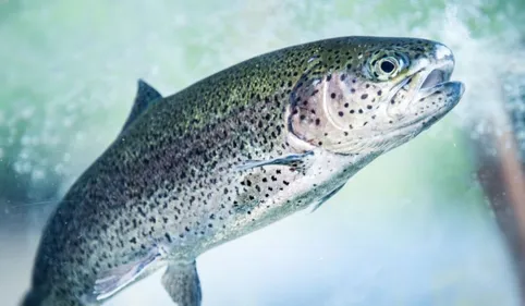 Ventre gonflé, yeux qui sortent des orbites...Mais qu'arrive-t-il...