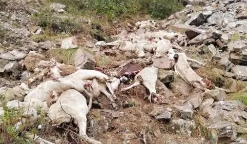 Près de 170 brebis se jettent dans le vide en Ariège, l'ours pointé...