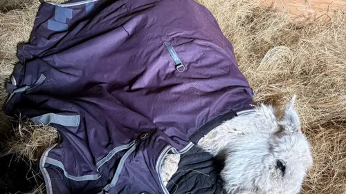 Arzens dans l'Aude : un âne meurt de malnutrition, l’ARDA tire la...