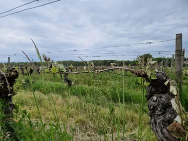 Après le gel en Haute-Garonne, les viticulteurs déplorent les dégâts