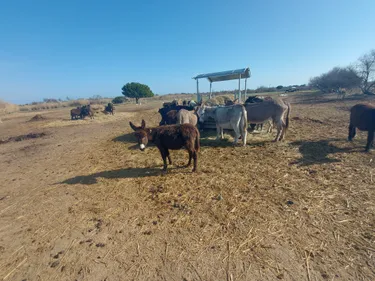 "Malheureusement, nous ne pouvons pas accueillir tous ces animaux"...