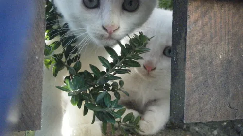 Lectoure (32) : après l’incendie, l’association Les Chats...