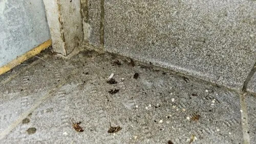 Des cafards au sol, des aliments périmés… Un restaurant de...