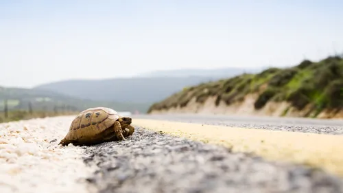 Près de Toulouse. Les pompiers interviennent pour sauver une tortue