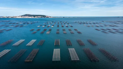 Etang de Thau : ré autorisation de la récolte et commercialisation...