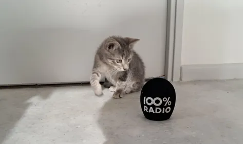 TARN: Alpha est la nouvelle recrue du commissariat de Mazamet