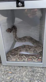 HAUTE-GARONNE: un habitant de Colomiers tombe nez à nez avec un boa