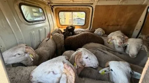 TARN: vingt-deux ovins entassés dans un fourgon intercepté par les...