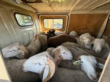 TARN: vingt-deux ovins entassés dans un fourgon intercepté par les...