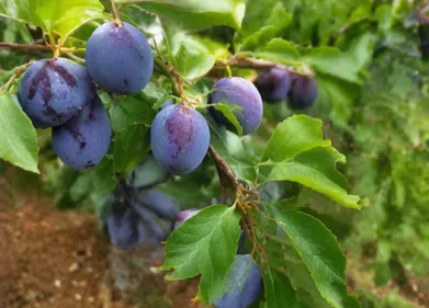 Canicule extrême : comment les producteurs de prunes s’adaptent en...