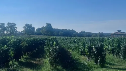 Canicule et sécheresse : le vignoble de Gaillac s'adapte à une...