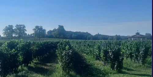 Canicule et sécheresse : le vignoble de Gaillac s'adapte à une...