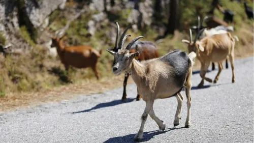 Melles : le tribunal administratif interdit l'abattage de plusieurs...