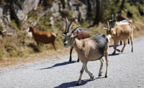Melles : le tribunal administratif interdit l'abattage de plusieurs...