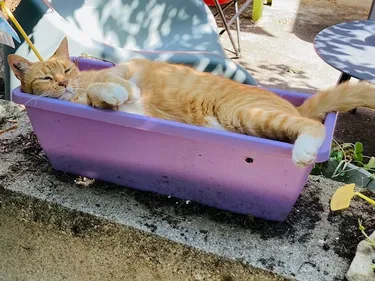 Haute-Garonne: les animaux à l'épreuve de la chaleur