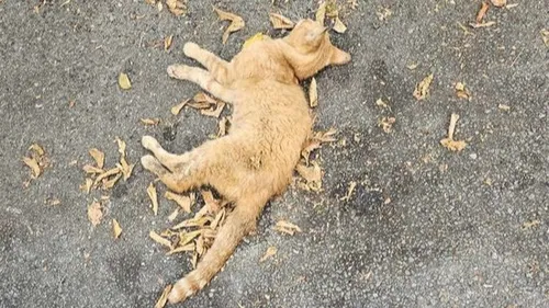 Chats mutilés à Castres: l'association Stéphane Lamart a déposé...
