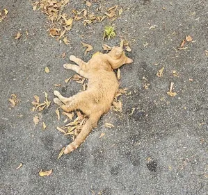 Chats mutilés à Castres: l'association Stéphane Lamart a déposé...