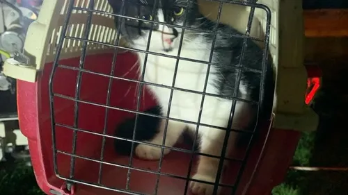 Un chat tombé dans un puit, sauvé par les pompiers de Montgiscard