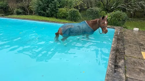 Les pompiers volent au secours d'un cheval dans une piscine près de...