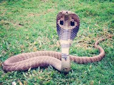 HAUTE-GARONNE: Alerte Cobra près de Toulouse