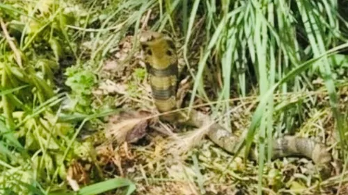 HAUTE-GARONNE: la traque au cobra se poursuit près de Toulouse