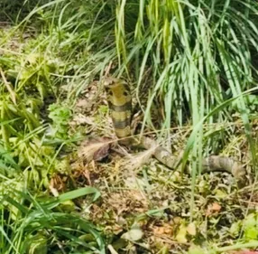 HAUTE-GARONNE: la traque au cobra se poursuit près de Toulouse