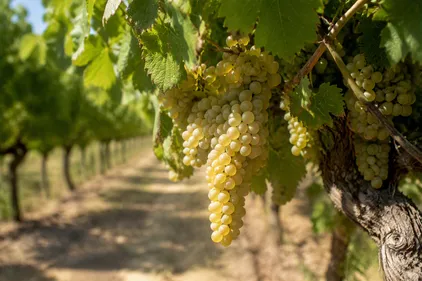 Chaleur record : les vendanges démarrent dès juillet dans l’Aude et...