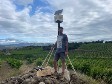Pyrénées-Orientales : Il soigne ses vignes avec des notes de musique