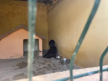 Pyrénées-Orientales : Abandons de chiens, les refuges sont saturés 