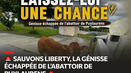 TARN: mobilisation nationale pour sauver une génisse échappée des...