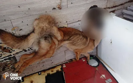 Pyrénées-Orientales: un malinois avait été retrouvé en...