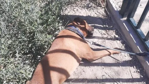 Elle avait abandonné sa chienne en pleine canicule : prison avec...