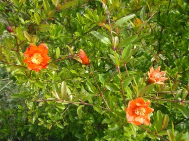 Ferme en Ferme revient dans l’Aude