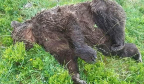  Ariège:  un chasseur de 81 ans jugé à Foix pour avoir tué une...