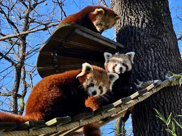 Haute-Garonne: deux nouveaux pandas roux et un bébé binturong à...