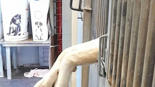 Tarn. Un bilan estival catastrophique selon la SPA 