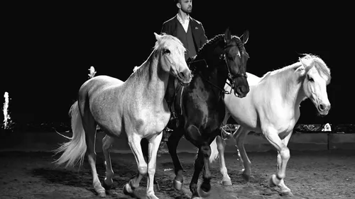 TARN: nouveau succès pour le salon du cheval à Albi