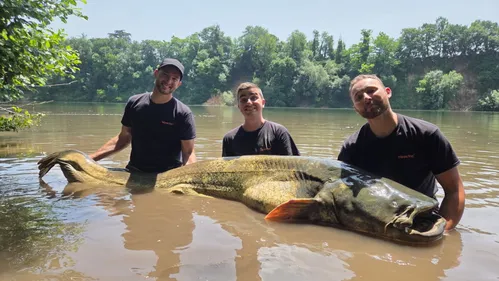 TARN: un silure géant pêché près d'Albi