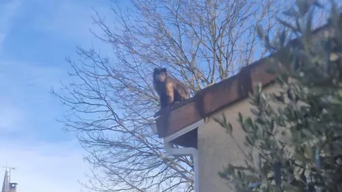 TARN: un singe aperçu sur les toits des maisons à...
