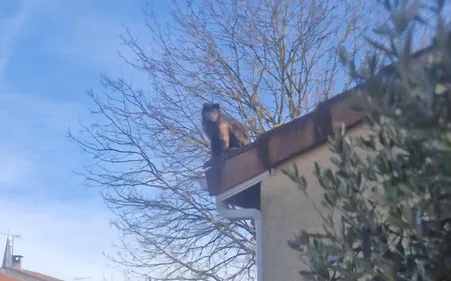 TARN: un singe aperçu sur les toits des maisons à...