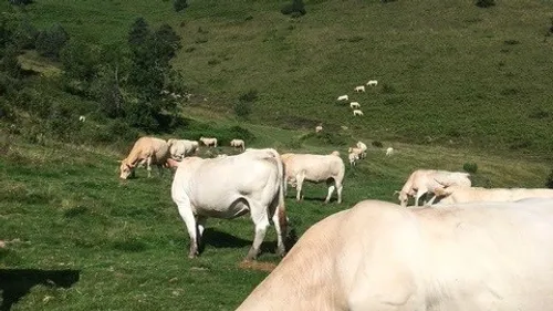 ARIEGE: un nouveau cas de dermatose nodulaire contagieuse détecté...