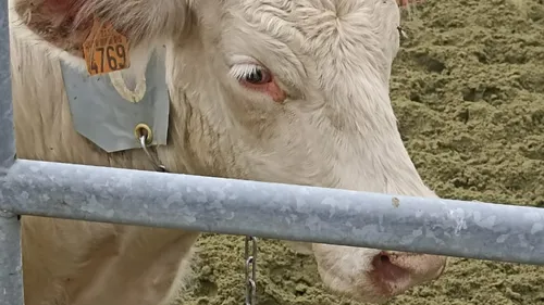 400 000 doses de vaccin contre la DNC sont arrivées ce jeudi en...