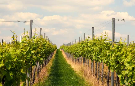 TARN: réunion d'urgence pour sauver la viticulture tarnaise