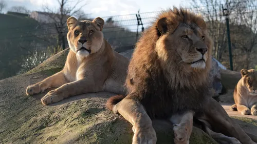 TARN: vingt-quatre animaux évacués du zoo des 3 Vallées à Montredon...