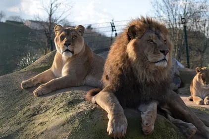 TARN: vingt-quatre animaux évacués du zoo des 3 Vallées à Montredon...