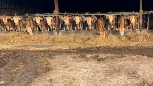 Dermatose nodulaire contagieuse : encore deux cas dans la région